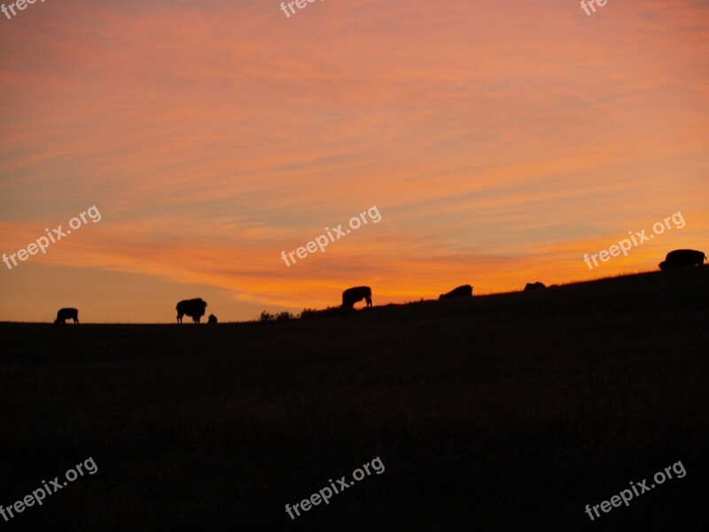 Bison Buffalo Sunrise American Silhouettes