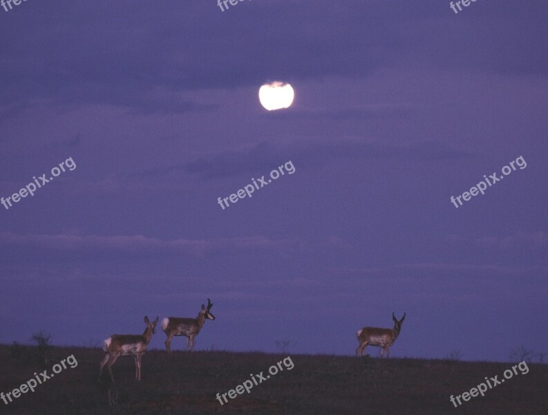 Pronghorn Night Full Moon Herd Wildlife