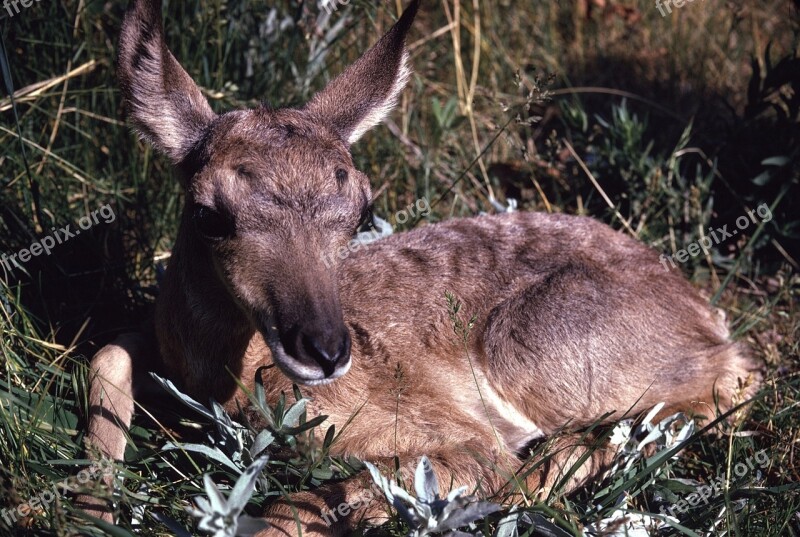 Pronghorn Antelope Baby Fawn Resting Wildlife