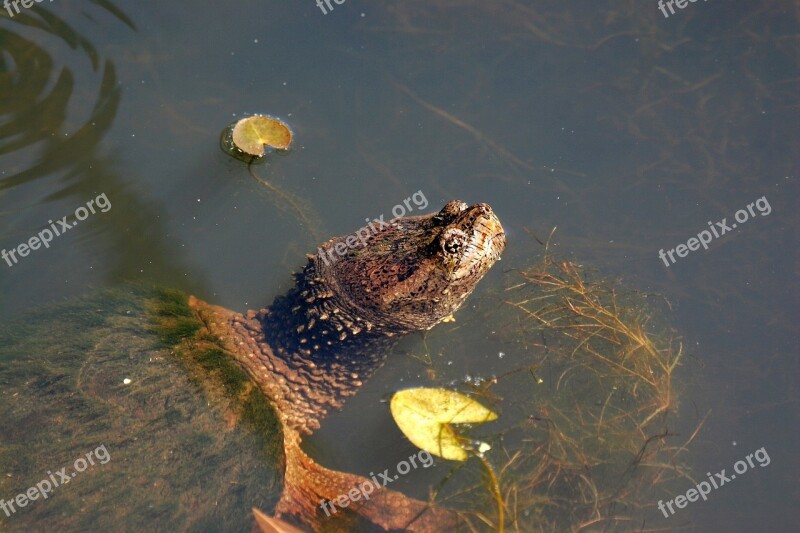 Snapping Turtle Water Reptile Swimming Nature