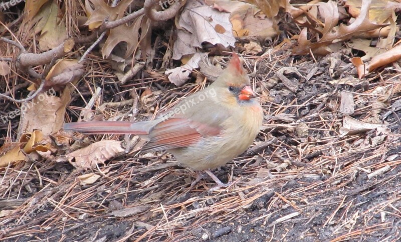 Cardinal Incline Hilly Ground Foraging