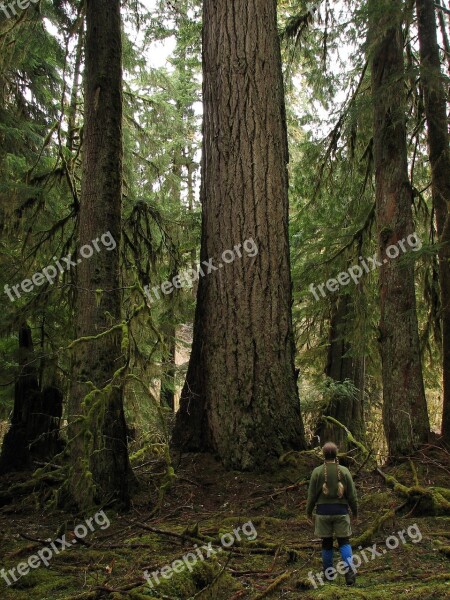 Giant Douglas Fir Trees Woods Quinault Forest River Trail