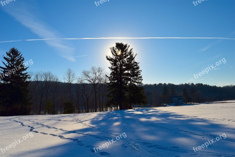 Tree Snow Shadow Winter Cold