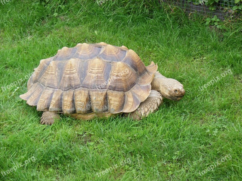 Tortoise Pet Turtle Nature Shell