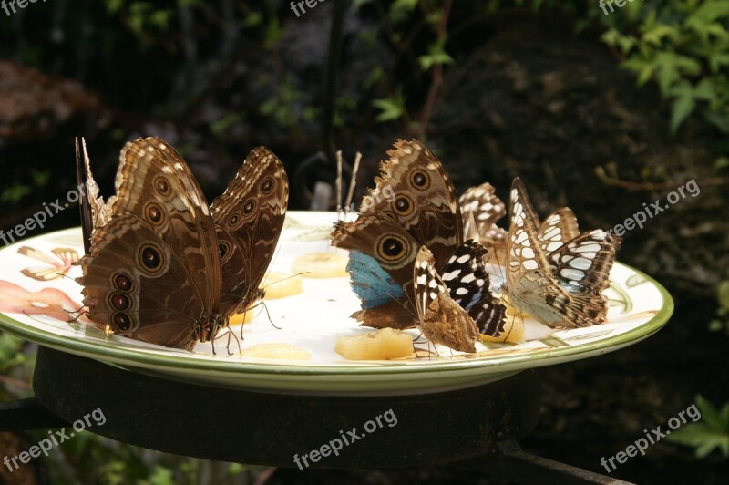 Butterfly Butterflies Bowl Spring Summer