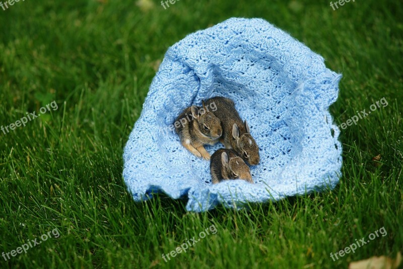 Baby Bunnies Rabbits Wild Nature