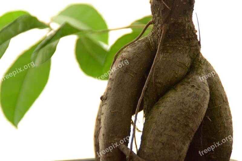 Ficus Plant Leaves Close Up Leaf