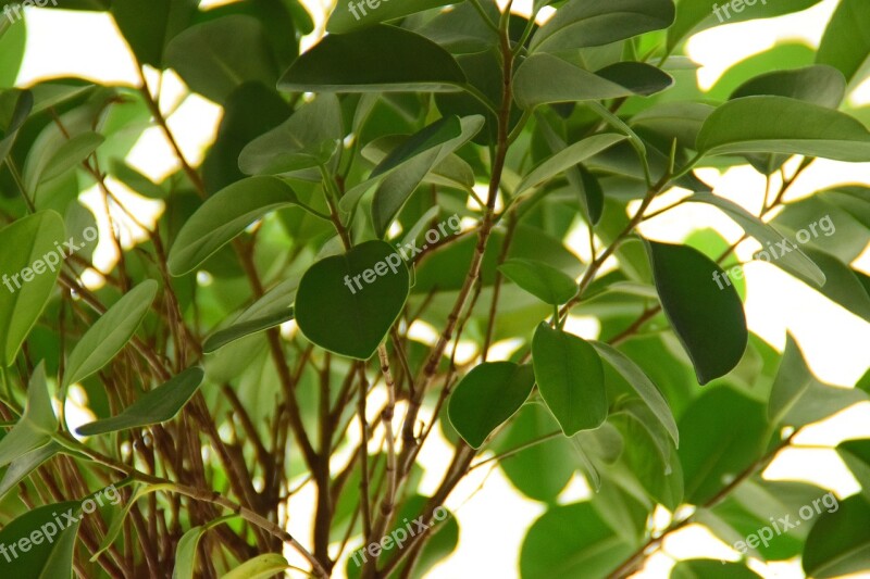 Ficus Plant Leaves Close Up Leaf