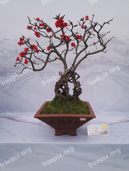 Bonsai Exhibition Flower Kumquat Begonia Flower Free Photos