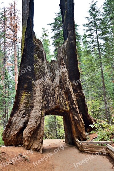 Usa Sequioa Tree Sequoia Trees Huge Yosemite Park