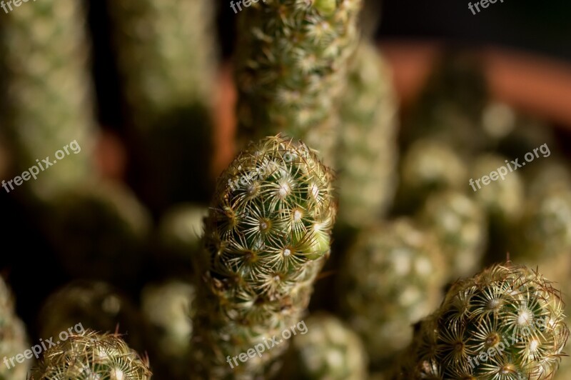 Cactus Plant Macro Flower Green