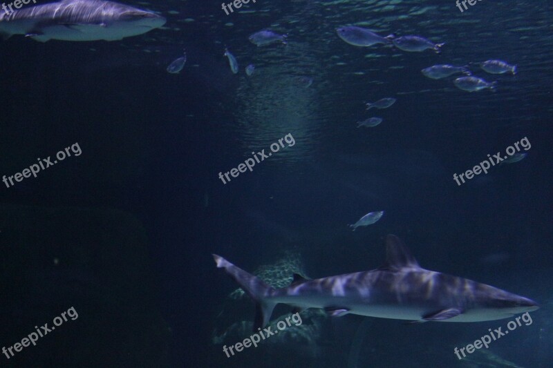 Shark Underwater Fish Ocean Sea