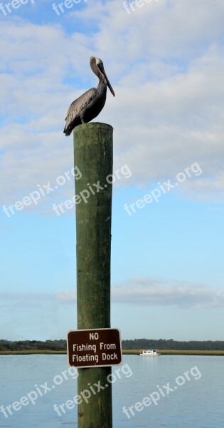 Pelican Resting Bird Wildlife Nature