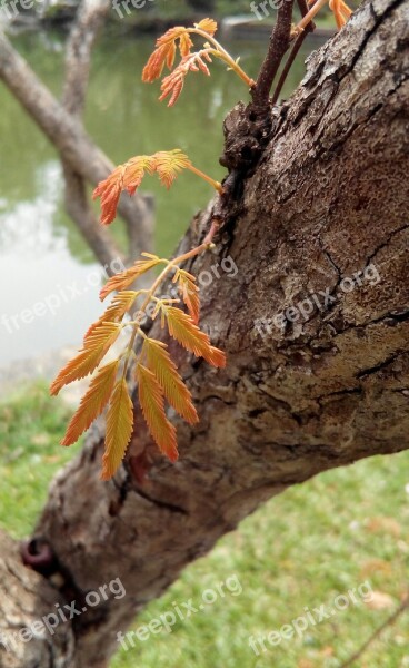 Autumn Leaves Tree Green Nature Treetops