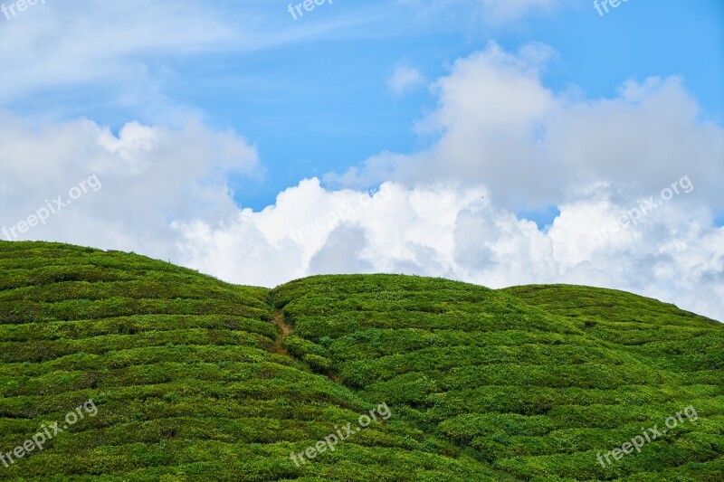 Grass Tea Plantation Plantation Landscape Sky