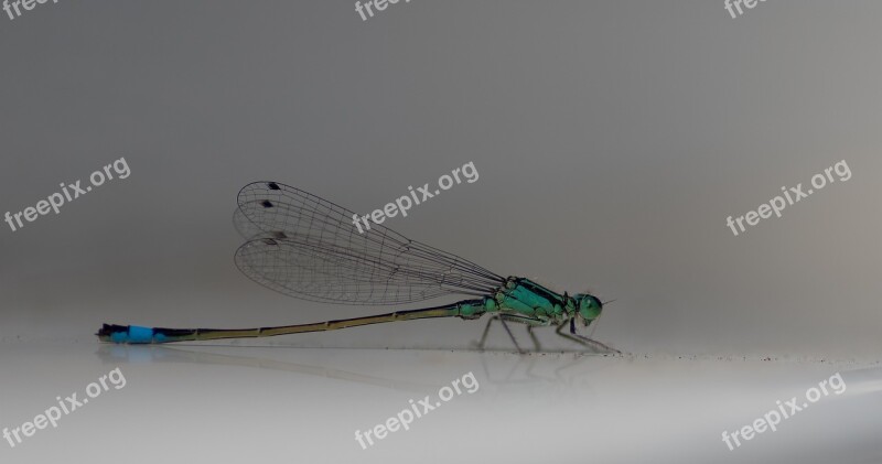 Flying Insect Demoiselle Dragonfly Insect Nature