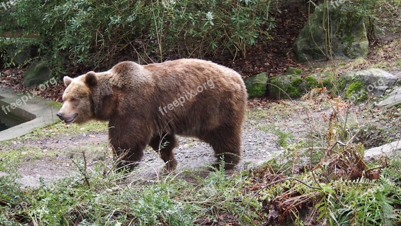 Brown Bear Zoo Wuppertal Bear Free Photos