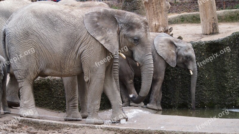 Elephant Zoo Wuppertal Swim Ice