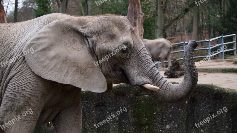 Elephant Zoo Wuppertal Swim Ice