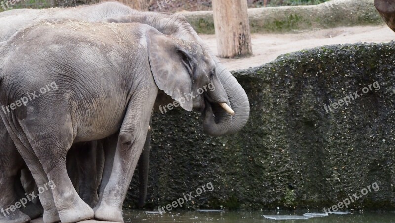 Elephant Zoo Wuppertal Swim Ice