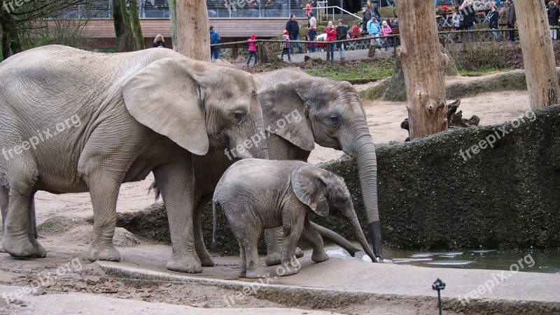 Elephant Zoo Wuppertal Swim Free Photos