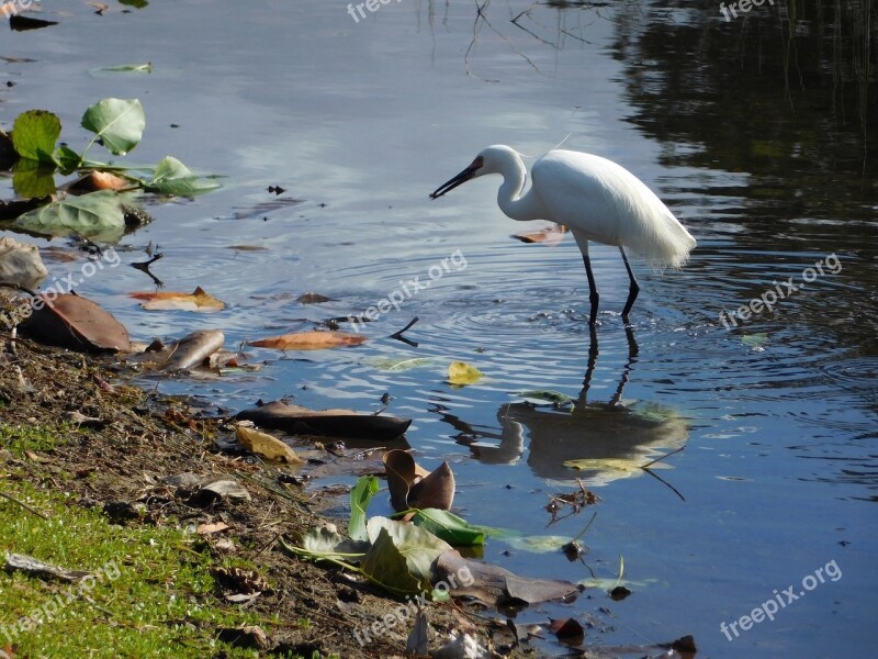 Little Egret Bird Portrait Head Looking