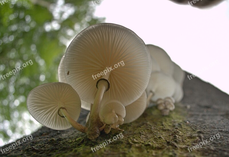 Mushroom Porcelain Fungus White Nature Autumn