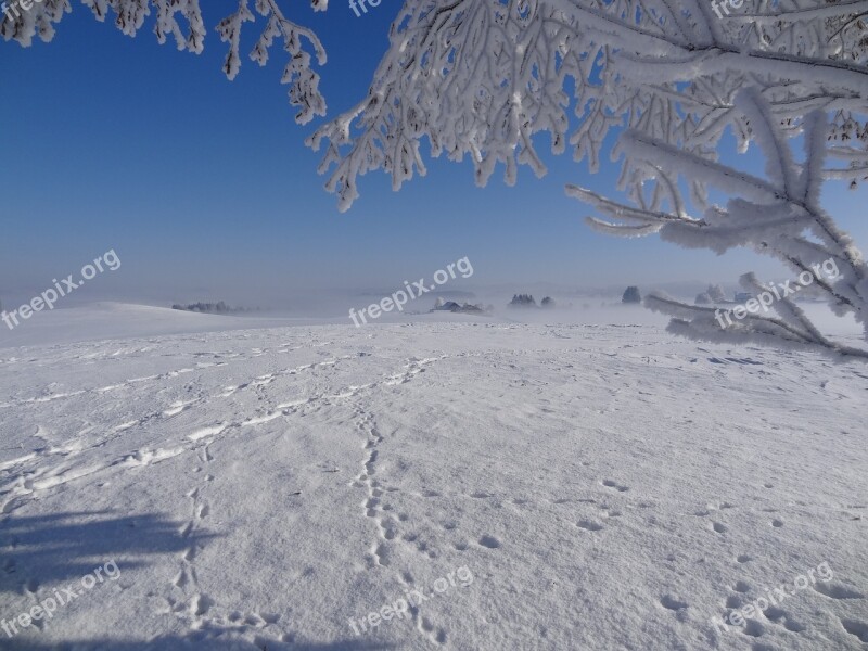 Winter Sun Fog Ripe Tree