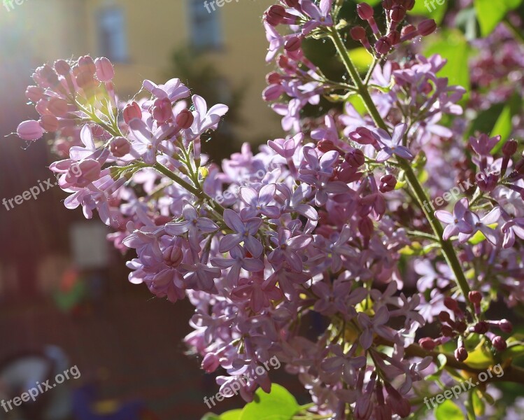 Lilac Beauty May Petal Flora