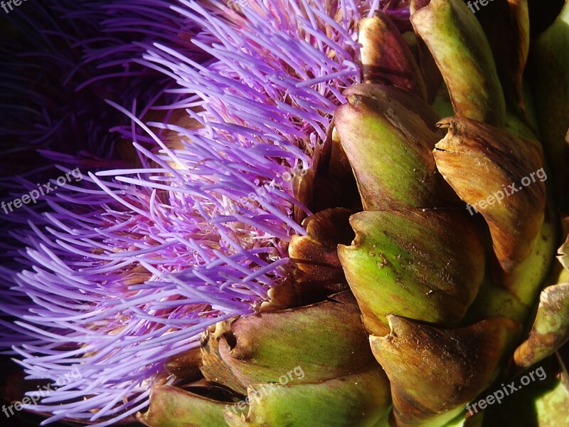 Artichoke Flower Artichoke Purple Violet Free Photos