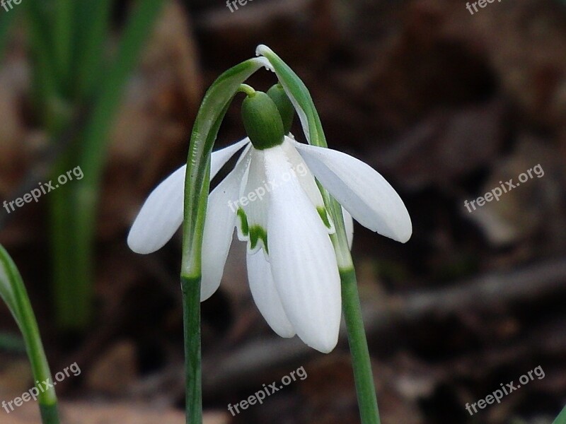 Snowdrop Nature Affection Love Spring