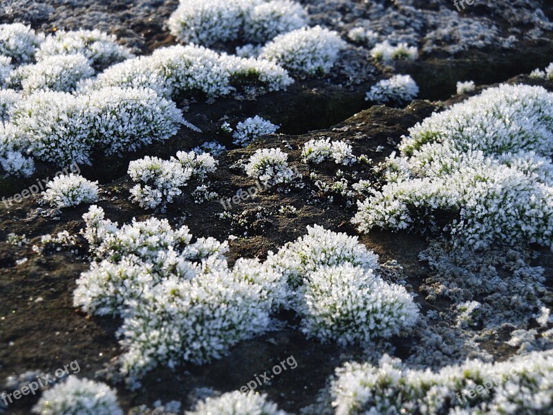 Frost Moss Nature Hoarfrost Frozen