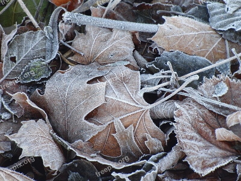 Frozen Leaves Maple Leaves Frost Nature Cold