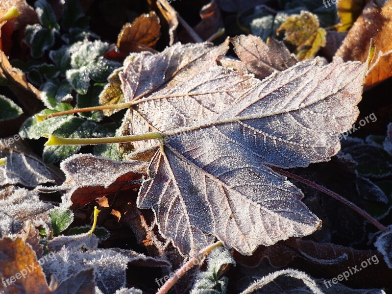 Frozen Leaves Frost Frozen Leaf Cold