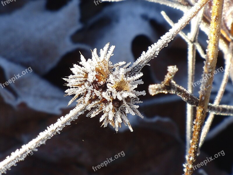 Frost Frozen Branch Frozen Branch Winter