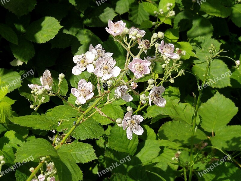 Brombeerblüten Flowers White Flowers Nature White