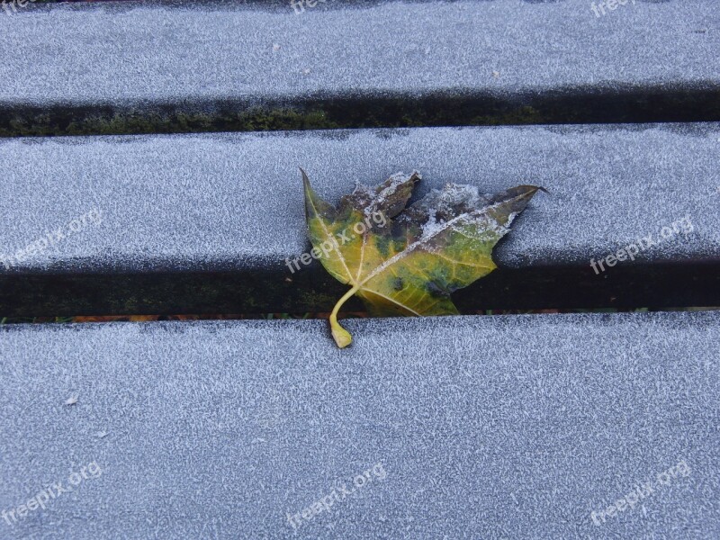 Frost Leaves Leaf Silent Winter