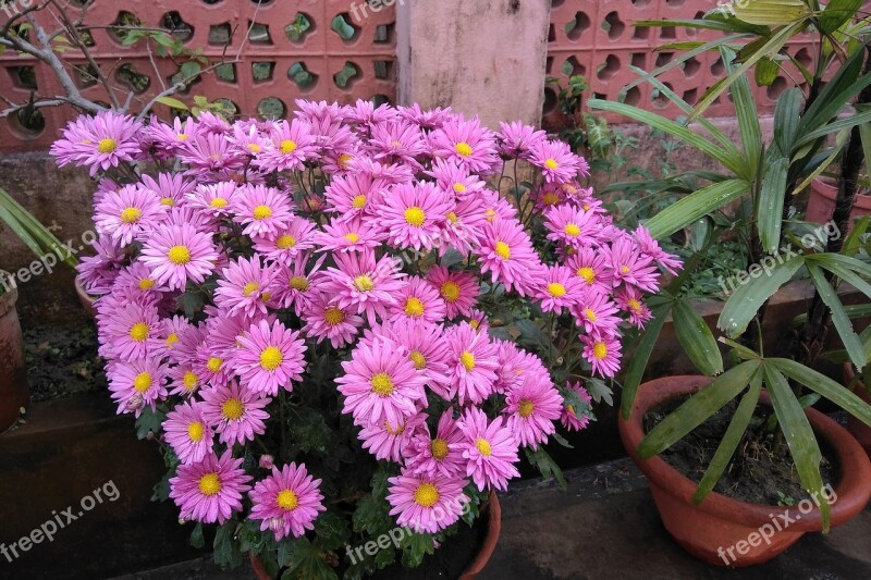 Flower Pink Home Garden Pink Flowers Nature