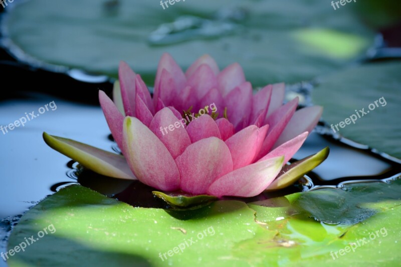 Water Lily Flower Petal Blossom