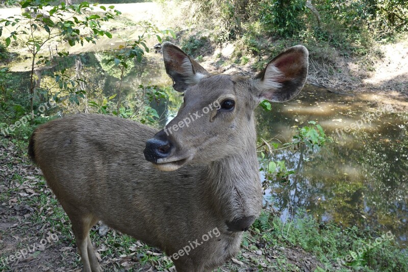 Road Forest Thailand Deer Free Photos