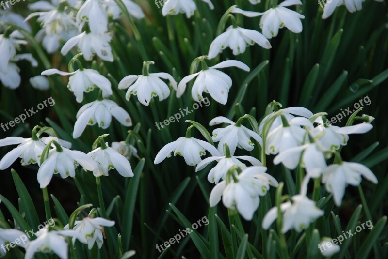 Flowers Snowdrops Winter Free Photos