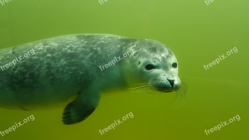 Robbe Howler Nature Seal Swim