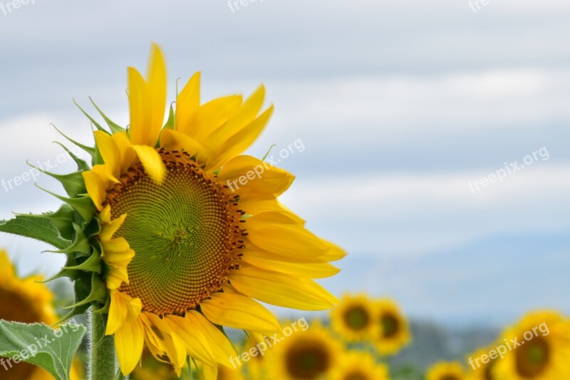 Sunflower Nature Yellow Locus Community