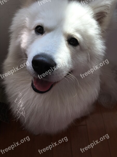 Samoyed Smile Brilliant Free Photos