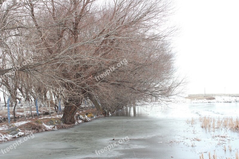 Tree Winter Ice Snow Nature