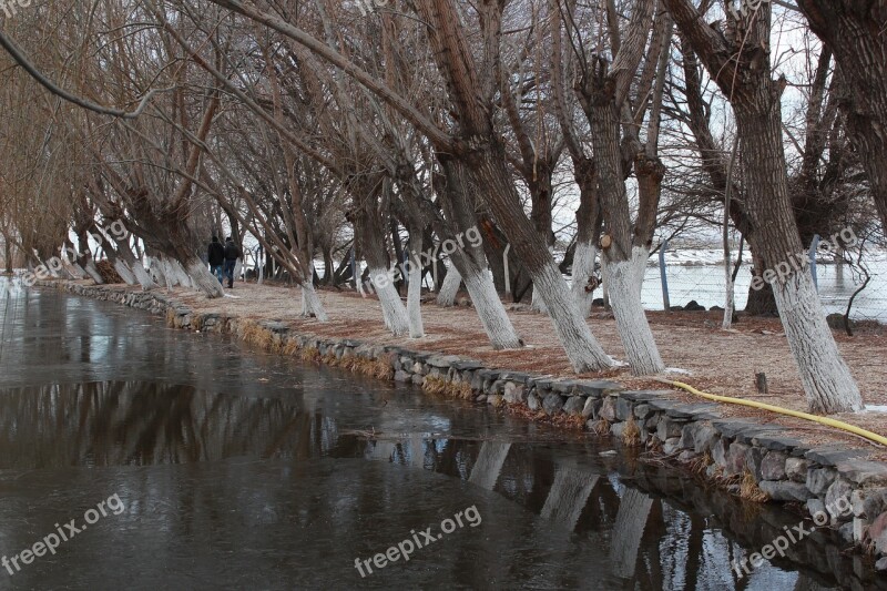 Tree Reflection Forest Nature Kayseri