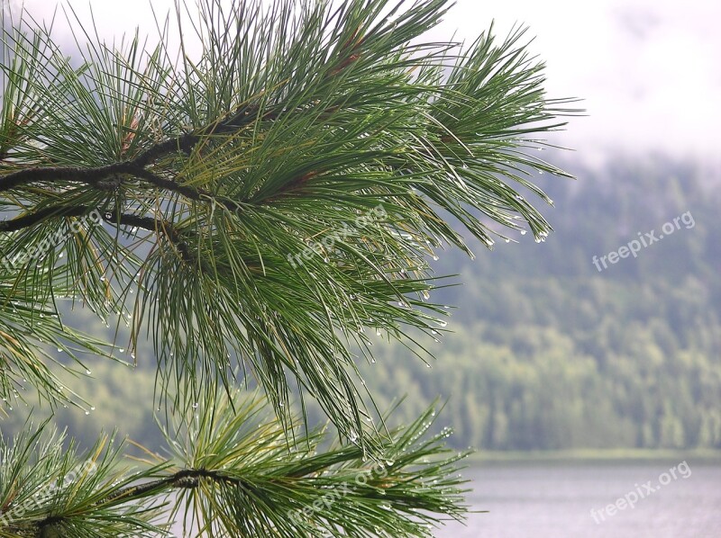 After The Rain Nature On The Lake Raindrops Pokoj