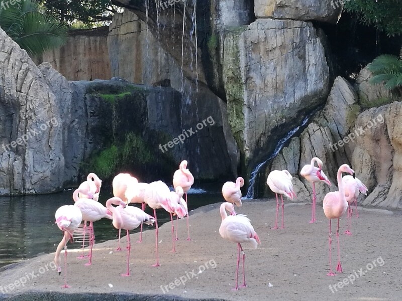 Flamingo Bird Waterfall Rock Nature