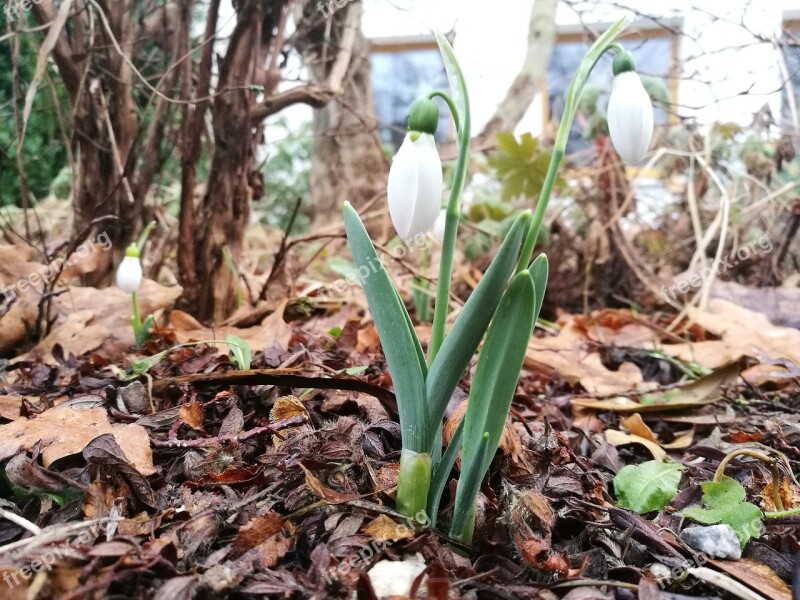 Forest March 8 Spring Vegetable Garden Snowdrop