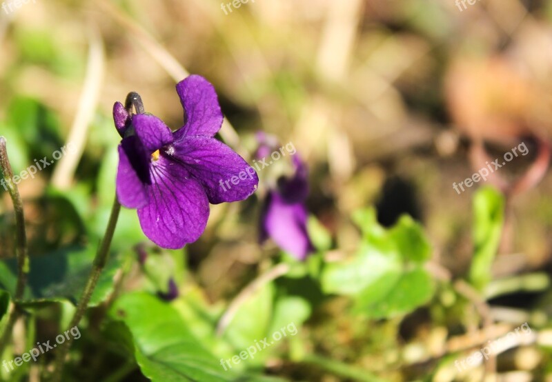 Violets Flower Violet Garden Wild